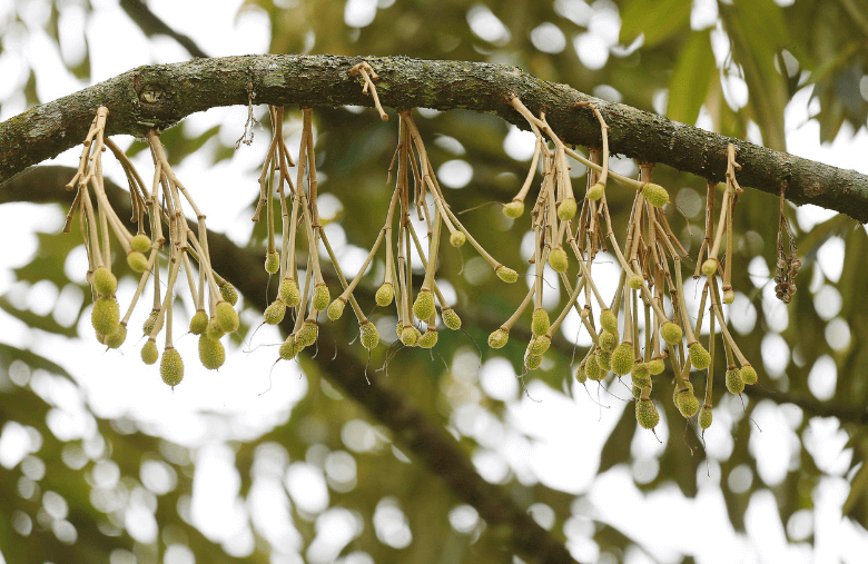 Durian fruits on trees